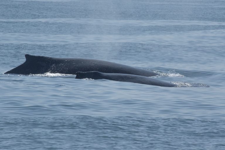 humpback whale