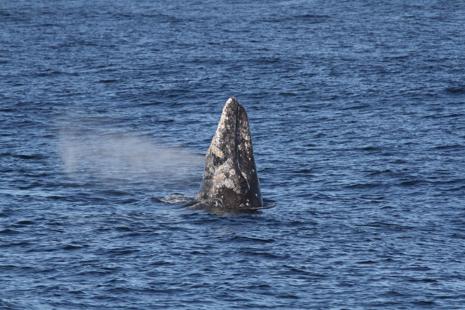 San Diego Whale & Dolphin Watching Tours | Wild Pacific Whale Watch