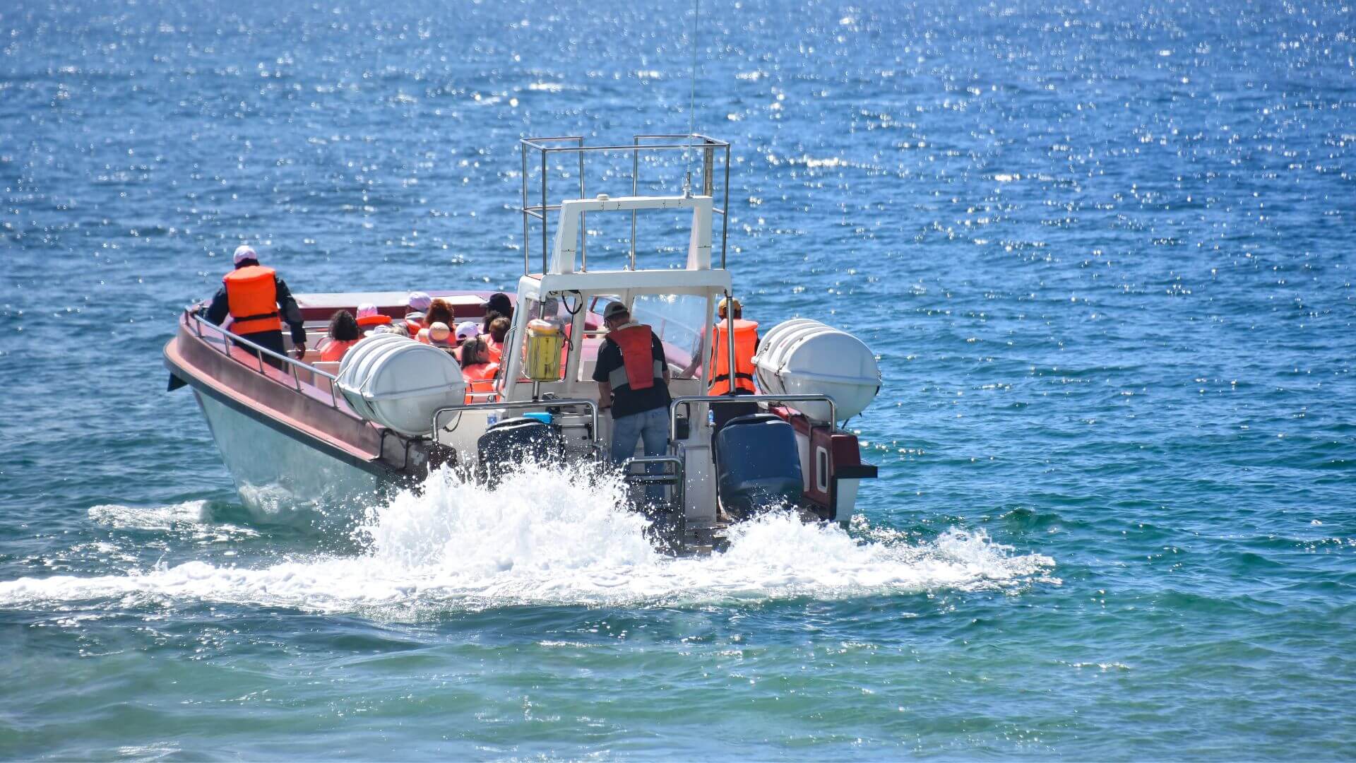 what to bring whale watching