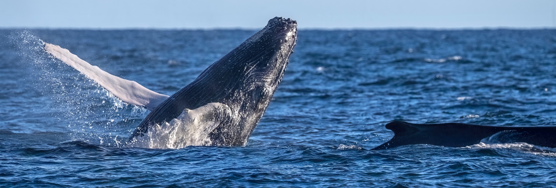 best places for whale watching