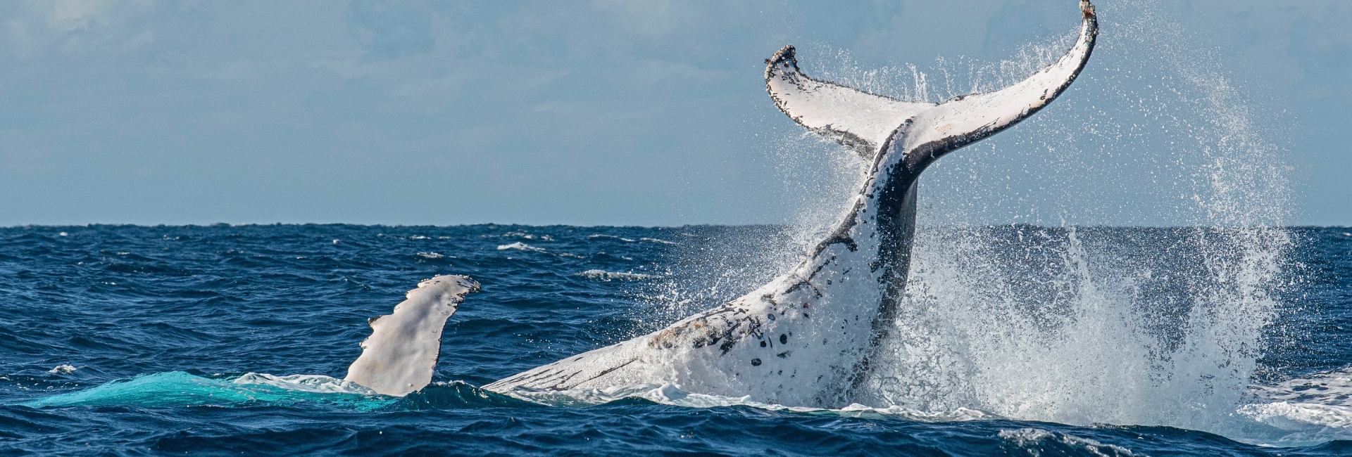 san diego whale watching season