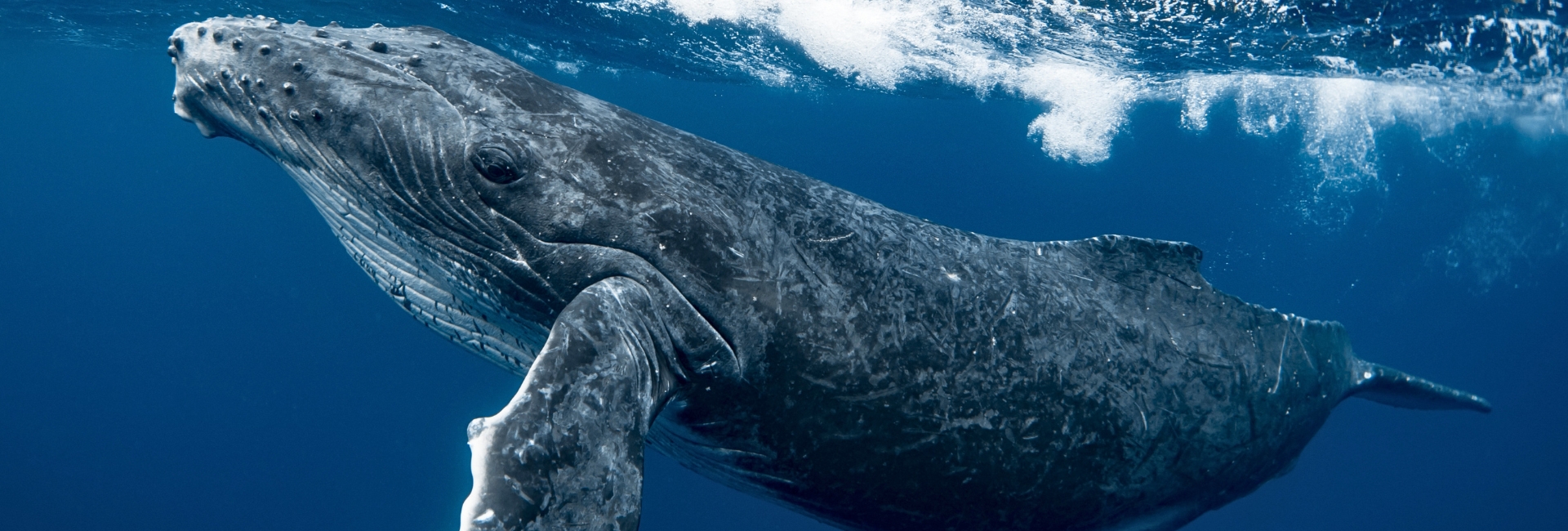 whale watching california