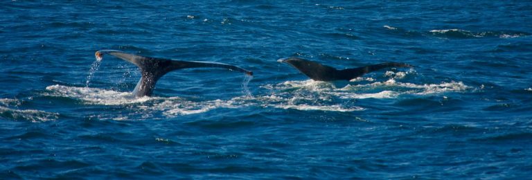 humpback whale san diego