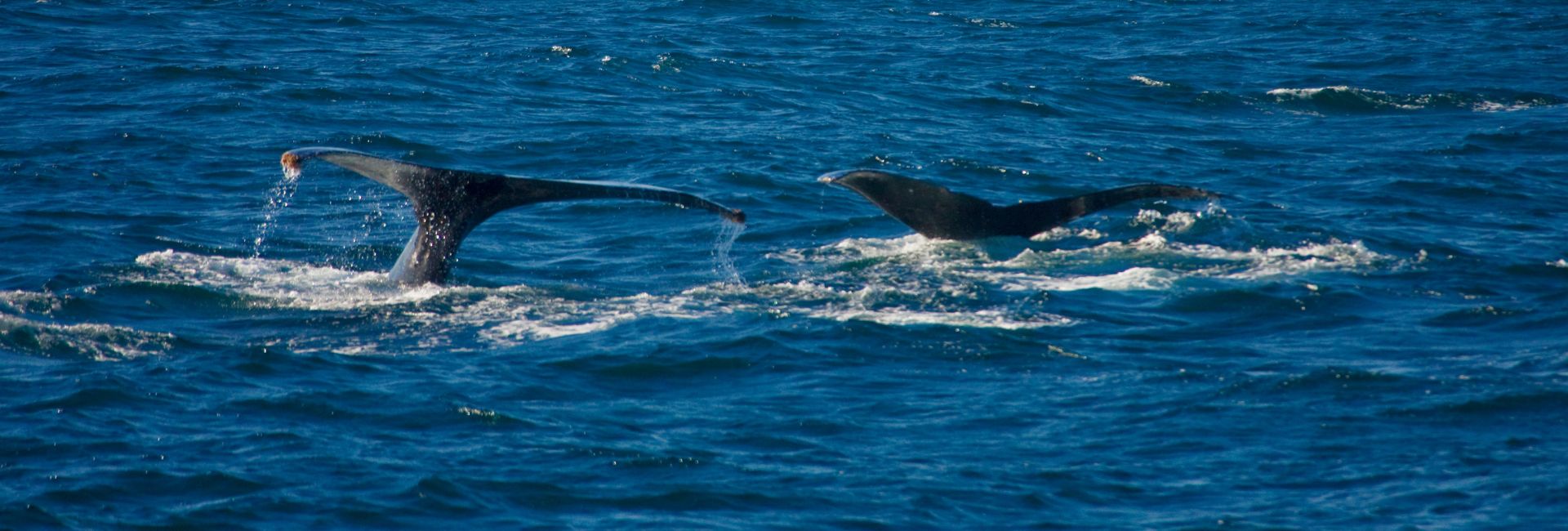 humpback whale san diego