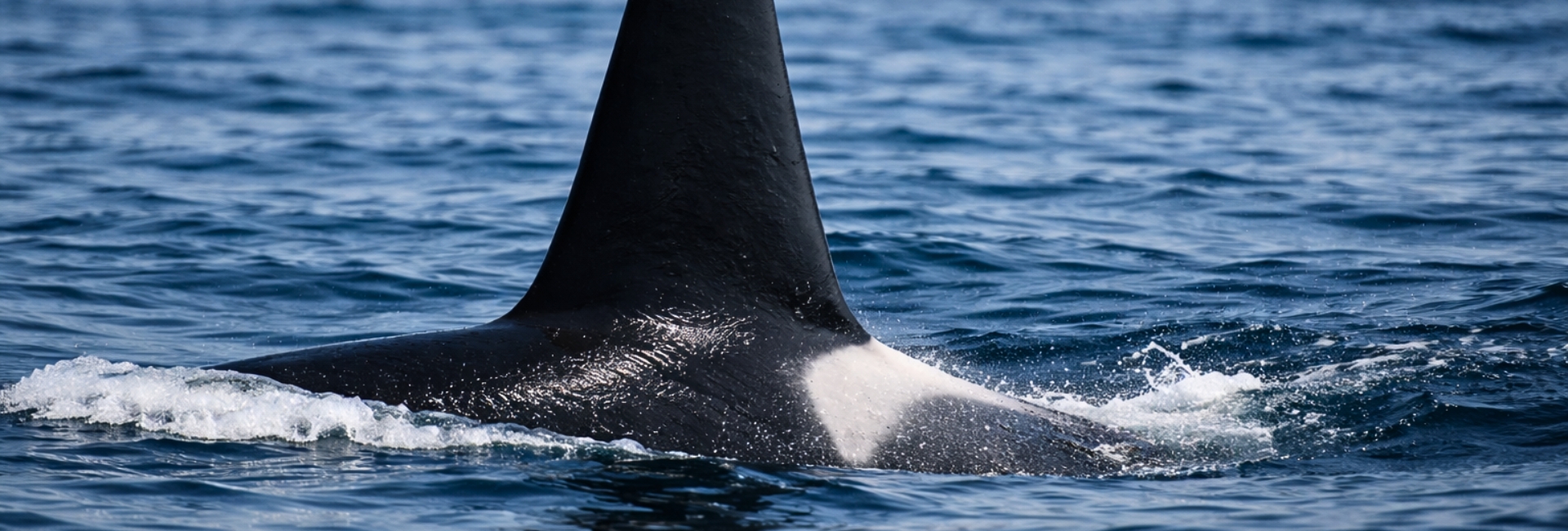 orca whale watching san diego