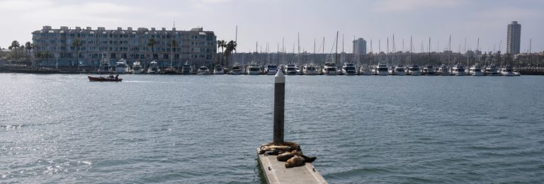 Sea Lions in San Diego: Where to Find Them, When to Go, and What to Expect on the Water