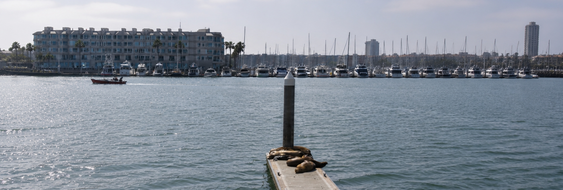 Sea Lions in San Diego: Where to Find Them, When to Go, and What to Expect on the Water