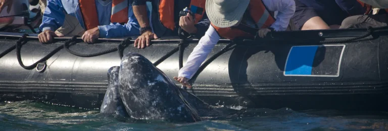 Adventure Whale Watching San Diego: High-Speed, Up-Close Encounters