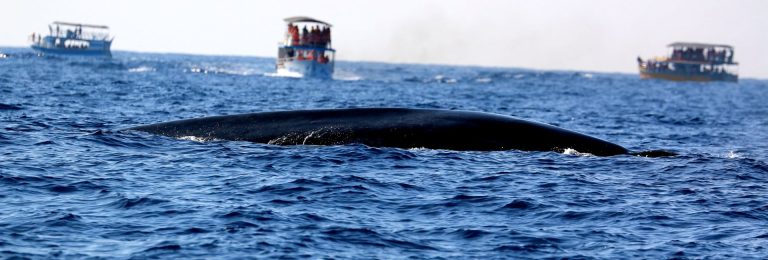 best place for blue whale watching