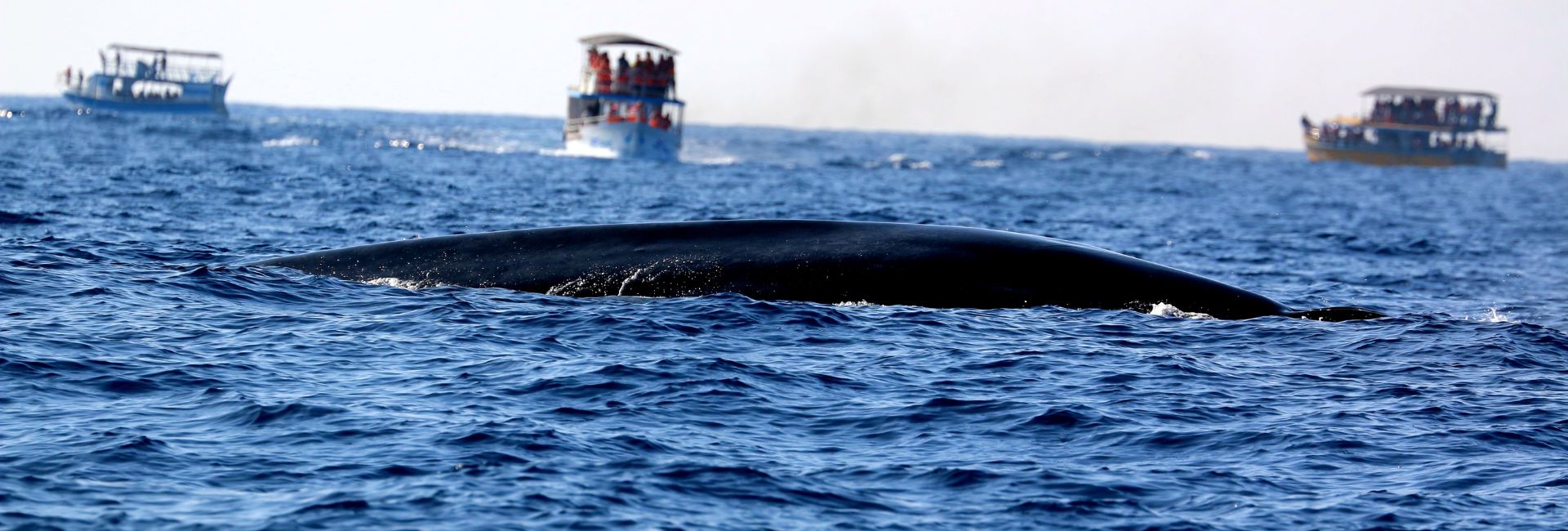 best place for blue whale watching