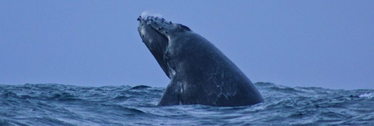 blue whale watching san diego