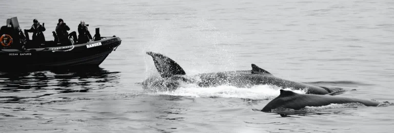 Is Whale Watching Worth It? 5 Reasons to Book a San Diego Tour