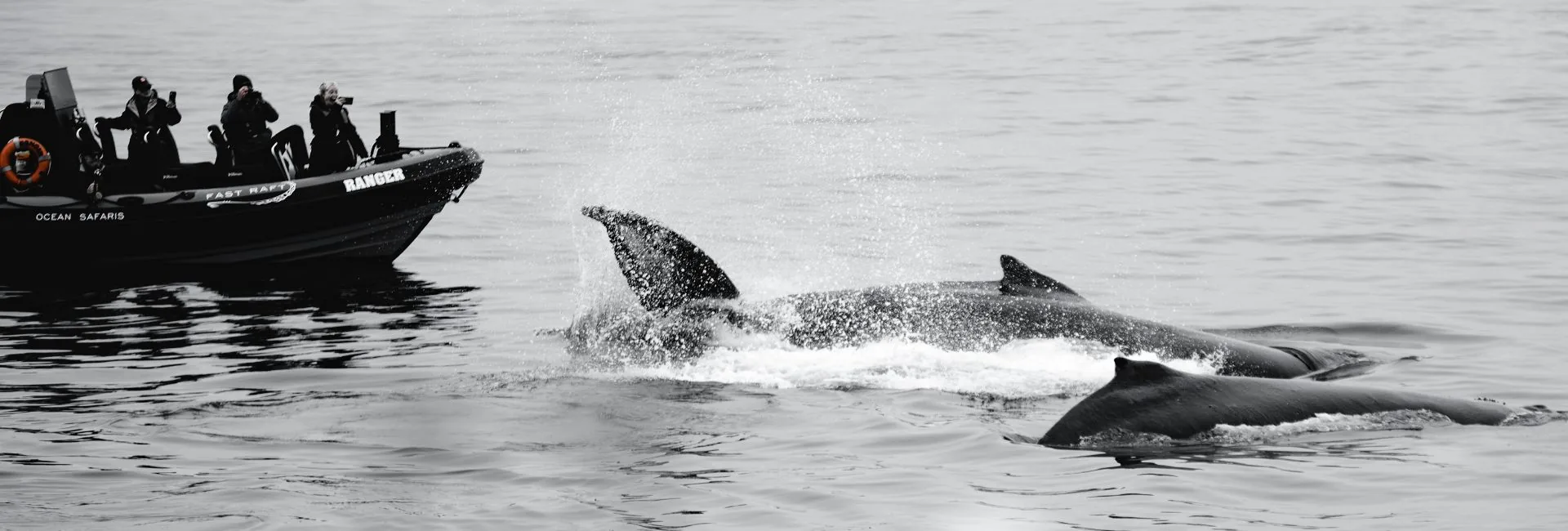 Is Whale Watching Worth It? 5 Reasons to Book a San Diego Tour