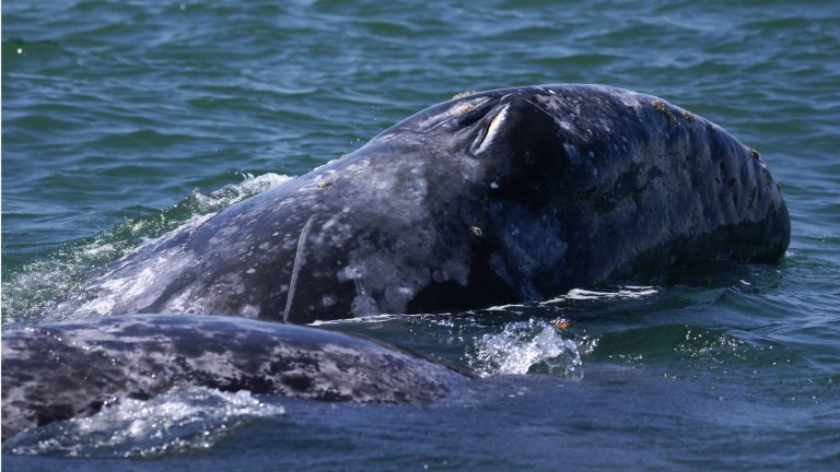 grey whales san diego