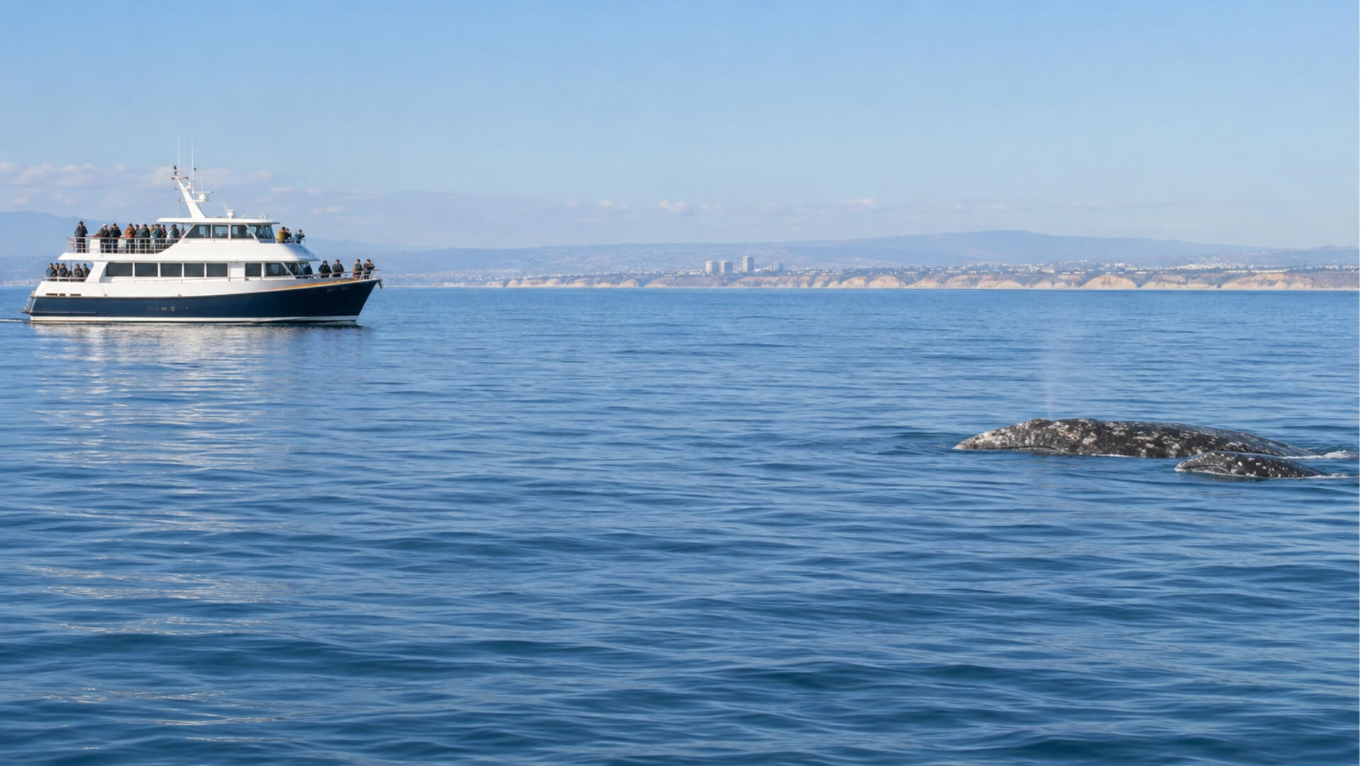 Responsible Whale Watching in San Diego